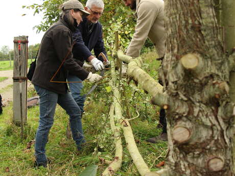 Gestion des vieilles trognes