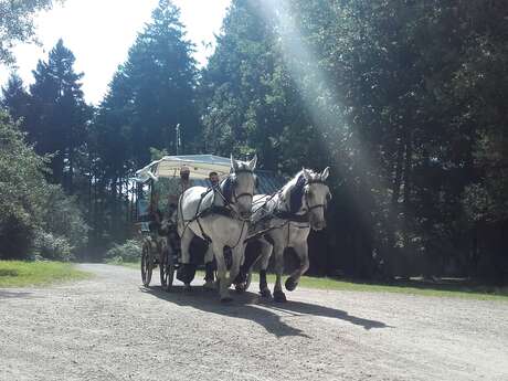 Les calèches du Perche - Ecurie d'Albe