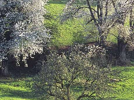 Le bois de Grandmont