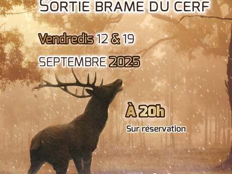 A l'écoute du brame du cerf