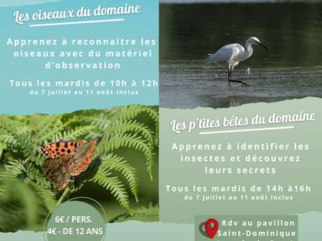 Les Oiseaux du domaine - Sortie nature en famille