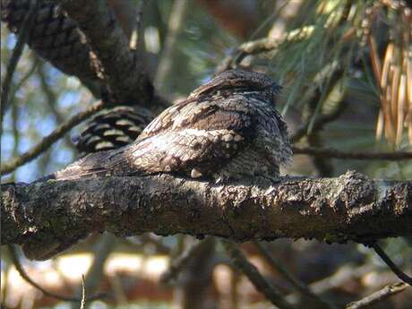 Sortie pédestre Les oiseaux forestiers crépusculaires et nocturnes