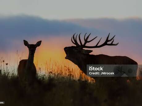 A l'écoute du brame du cerf