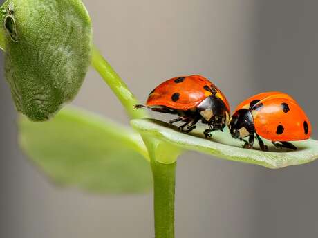 Toute petite heure du conte "Petites bêtes du jardin"