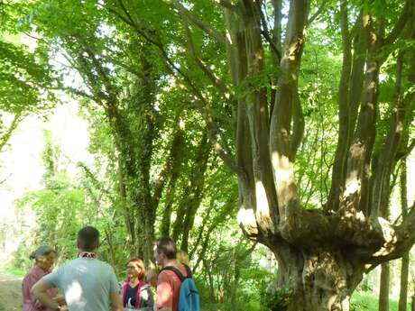 Balade autour de la trogne