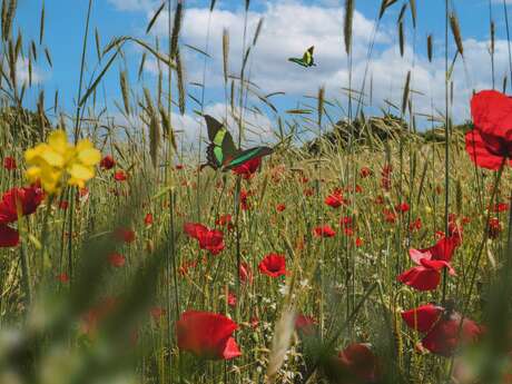 Fête du coquelicot