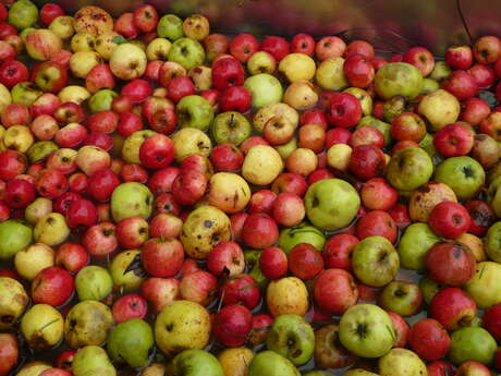 Journée autour de la pomme