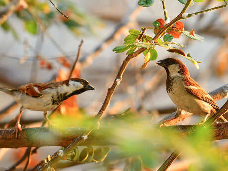 Exposition : Observons les oiseaux