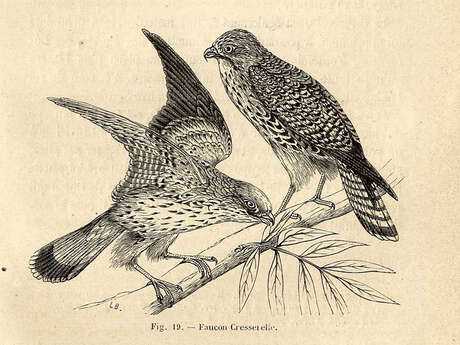 Exposition : Tous à plumes, les oiseaux dans les collections patrimoniales