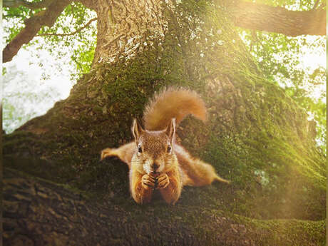 Film documentaire : Le Chêne