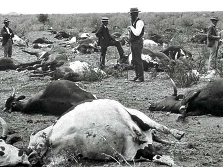 Jeudis de l'archéologie – Archéologie des épidémies animales : ce que nous disent les os