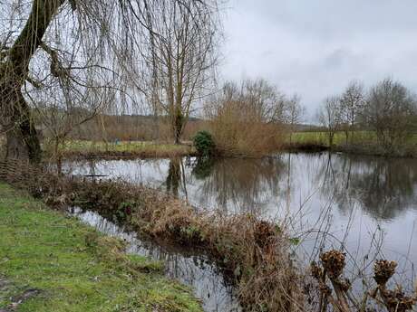 La mare, un écosystème miniature 