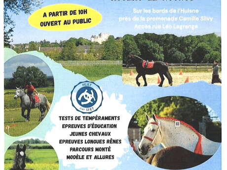 Concours chevaux Percherons