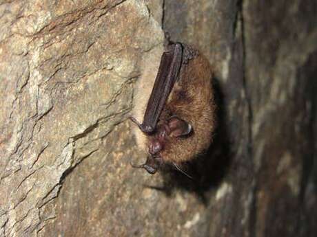 Découverte des chauves-souris