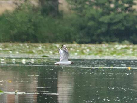 Les sorties en famille au domaine de La Ferté-Vidame - Les oiseaux du domaine