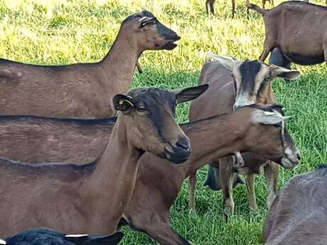 Fromagerie Boutard - vente de fromages à la ferme