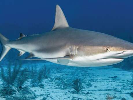Exposition : Requins de Bretagne
