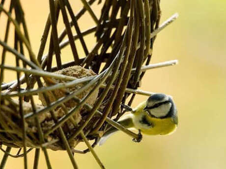 Atelier vannerie - Fabrication d’une mangeoire pour oiseaux