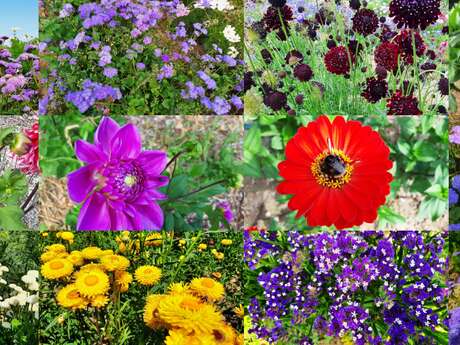 STESF : Visite d'une exploitation horticole - plantes et fleurs coupées -