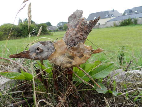 Animation nature - Petits piafs