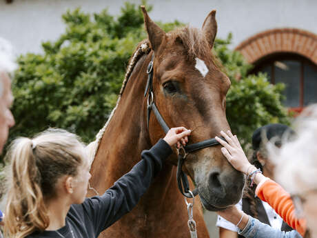 200 ans du Haras : Visite Le cheval breton