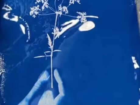 Atelier Cyanotype
