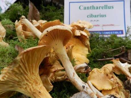 Rando champignons Rando champignons