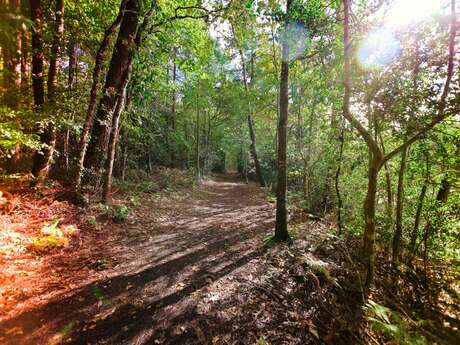 Randonnée - Le bois de Roscouré