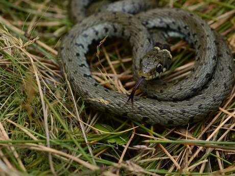 Ces reptiles surprenants