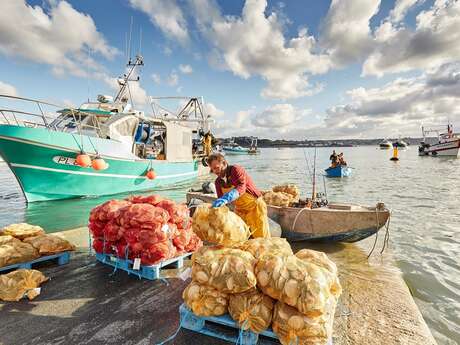 Retour de pêche Coquilles Saint-Jacques
