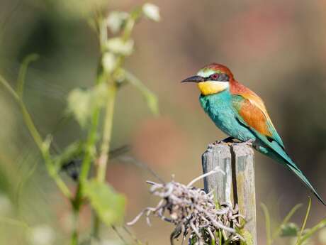 Les rendez-vous nature - À la rencontre du guêpier d'Europe