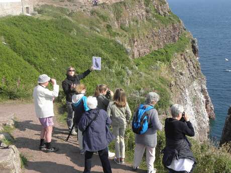 Les oiseaux marins du Cap Fréhel