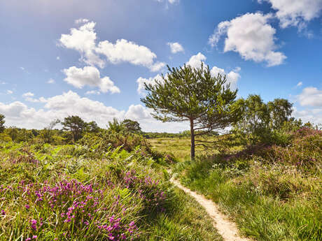 Landes de La Poterie