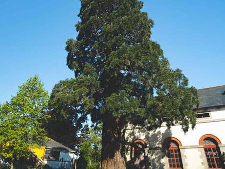 Séquoia géant (Sequoiadendron giganteum) -  Près de 130 ans