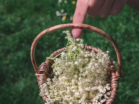 Conférence : tisanes sauvages