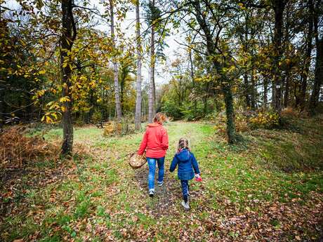 Forêt de La Hunaudaye