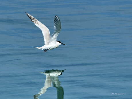 Balade ornithologique