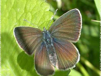 Les petits naturalistes "Papillons "