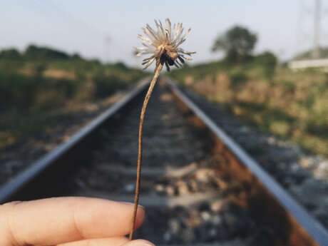Atelier créatif - Le voyage d'une graine Atelier créatif - Le voyage d'une graine