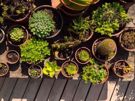 Vide jardin de printemps