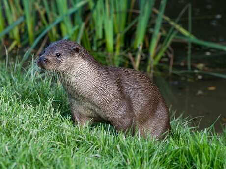 Sortie nature : Rencontre avec la loutre