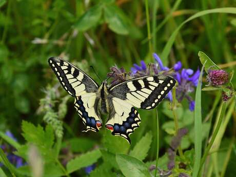 Sortie nature : Insectes et compagnie