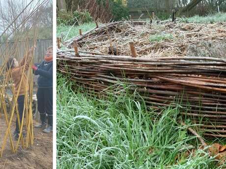 Stage de vannerie : Osier vivant, spécial grande structure