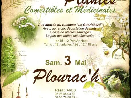 Balade Plantes comestibles et médicinales