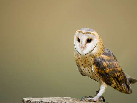 Ces bestioles si chères aux sorcières Du 17 juil au 7 août 2024