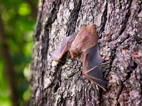 Nuit internationale de la chauve-souris