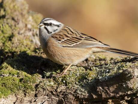 Conférence- Oiseaux des jardins