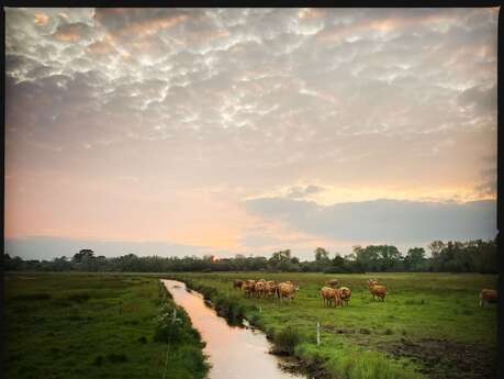 Les rendez-vous nature - Balade contée sur le polder