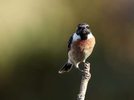 Exposition photo - Les oiseaux vus par Fréd et Jean Yves Exposition photo - Les oiseaux vus par Fréd et Jean Yves