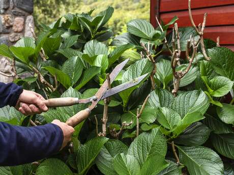 Atelier bouturage - Les hortensias de Kerazan Du 29/12/2024 au 5/1/2025